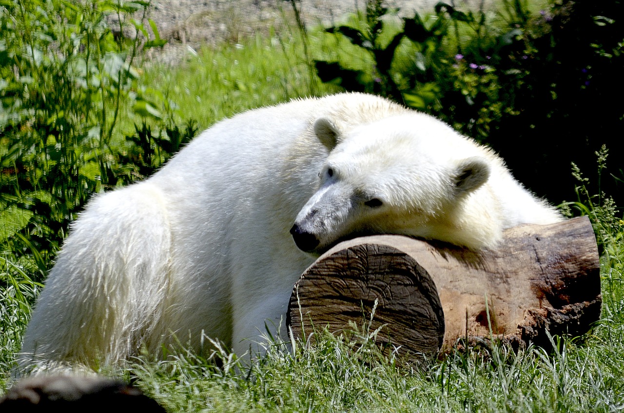 polar bear sleep animal free photo
