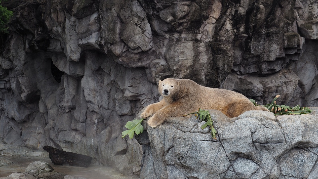 polar bear animal sea free photo