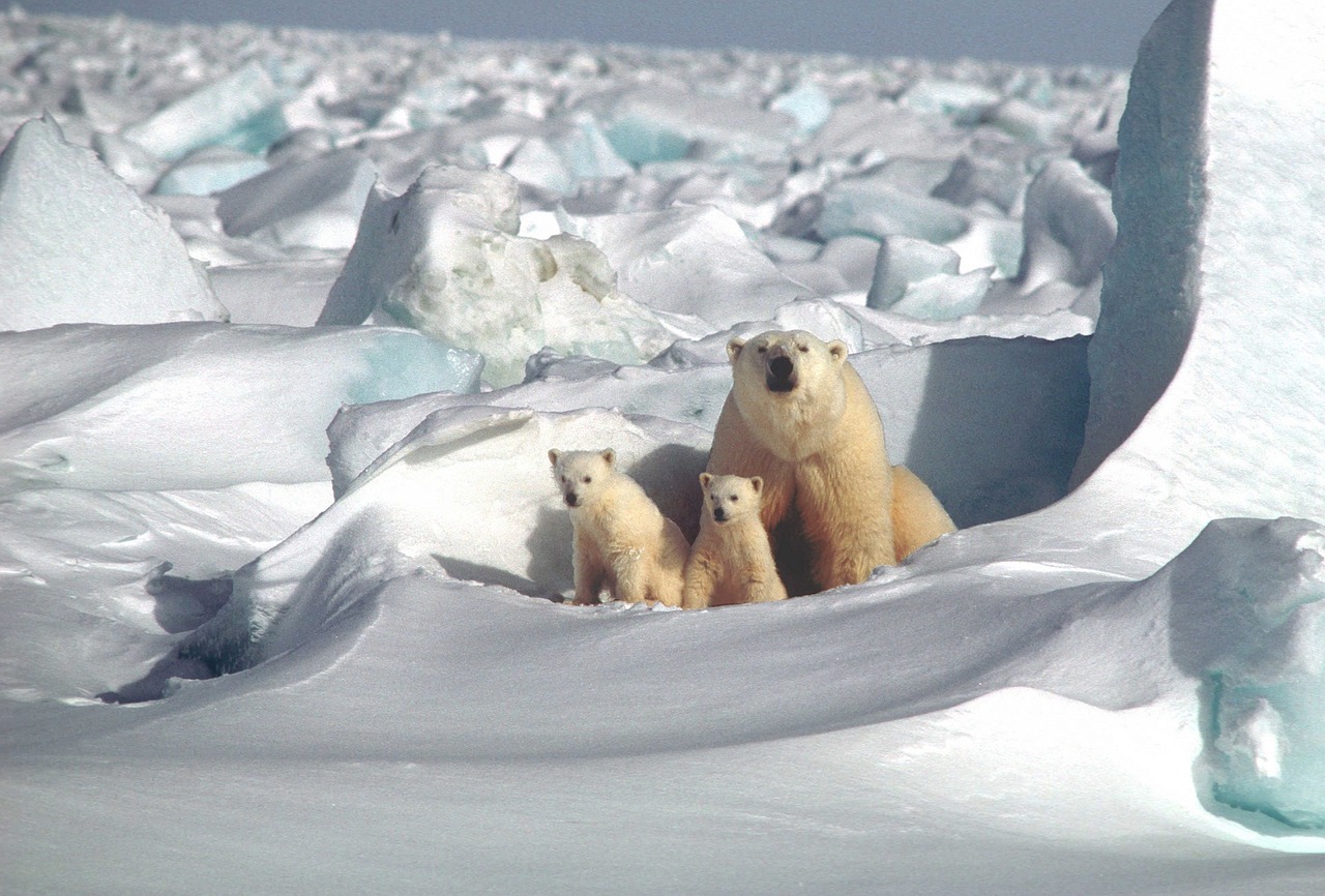 polar bear mother cubs free photo