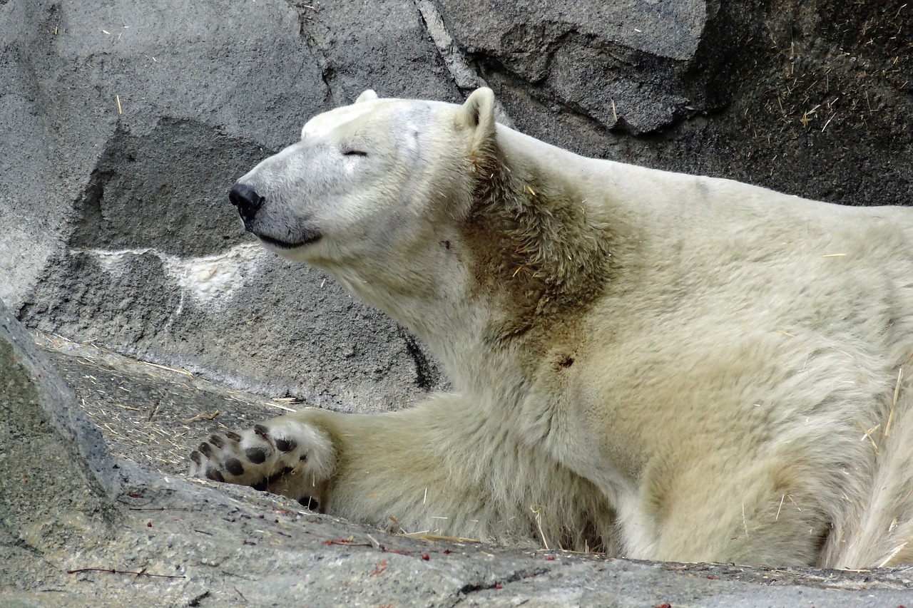 polar bear bear zoo free photo