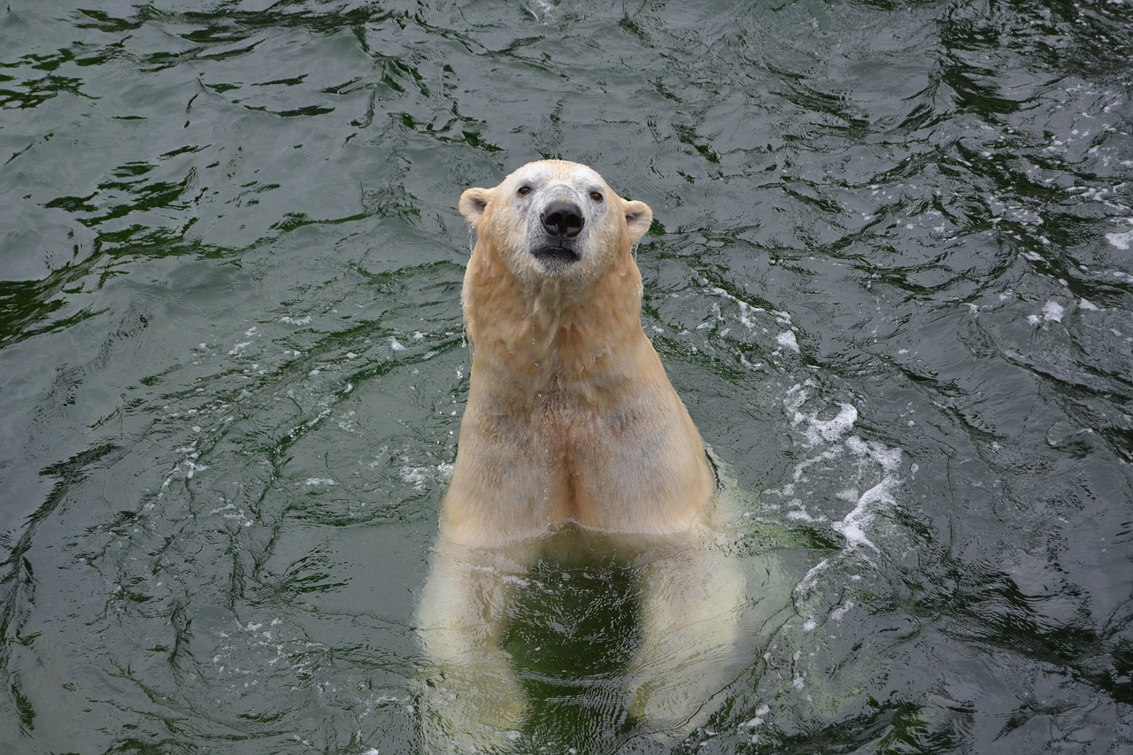 polar bear water predator free photo