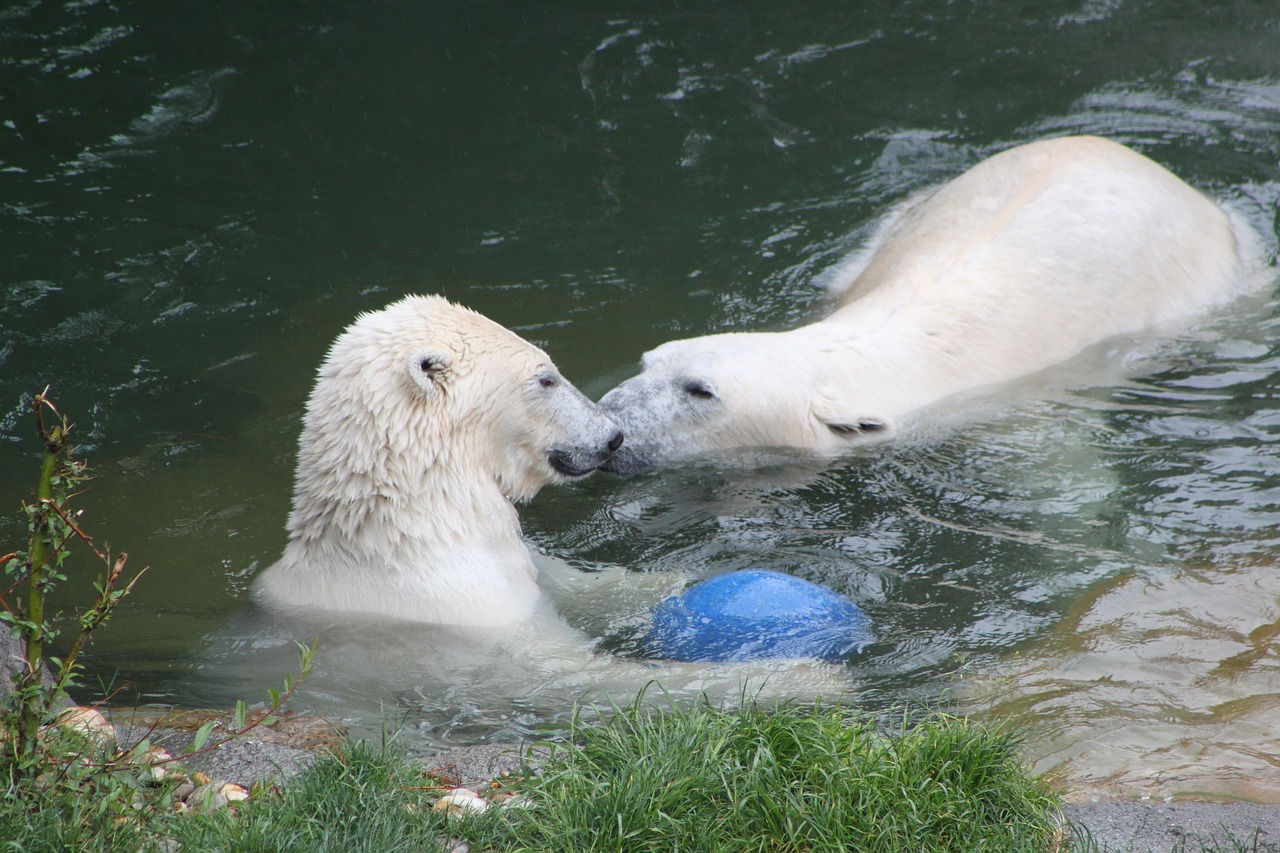 polar bear water swimming zoo free photo