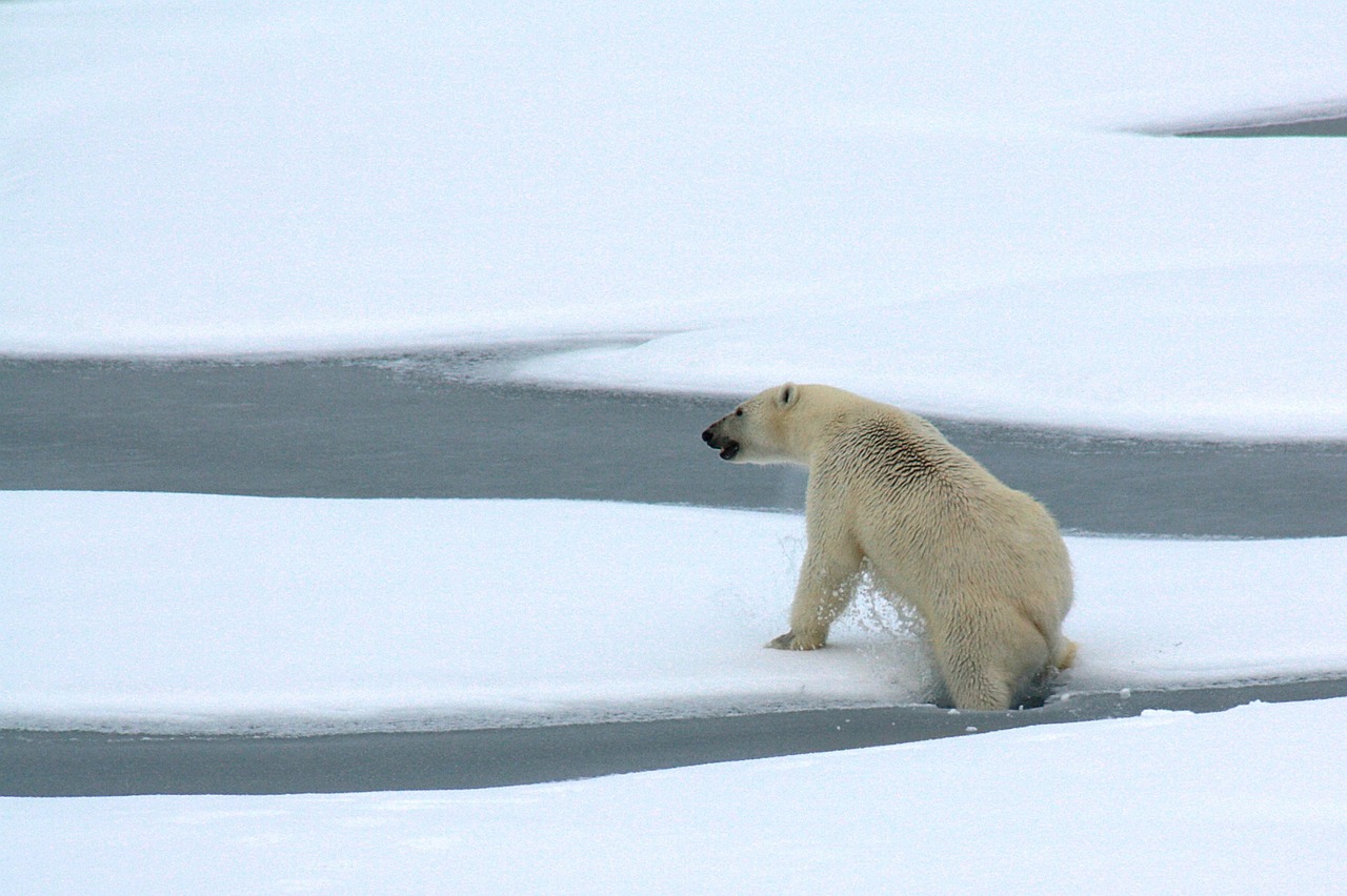 polar bear ice floating free photo