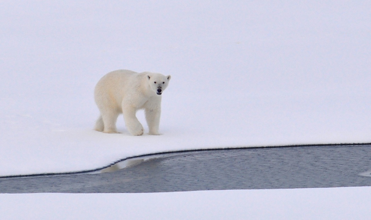 polar bear ice arctic free photo