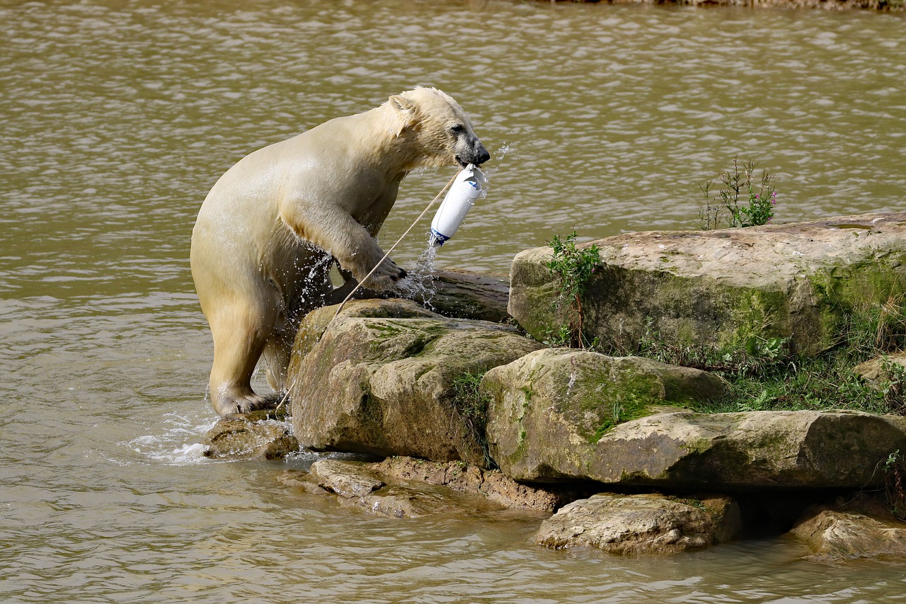 polar bear bear playing free photo