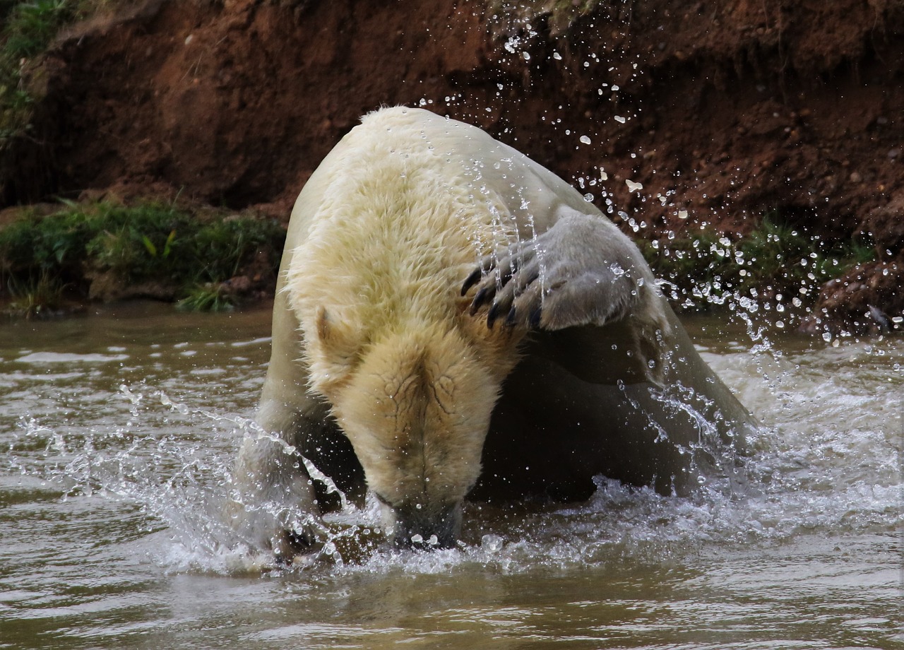 polar bear white bear free photo