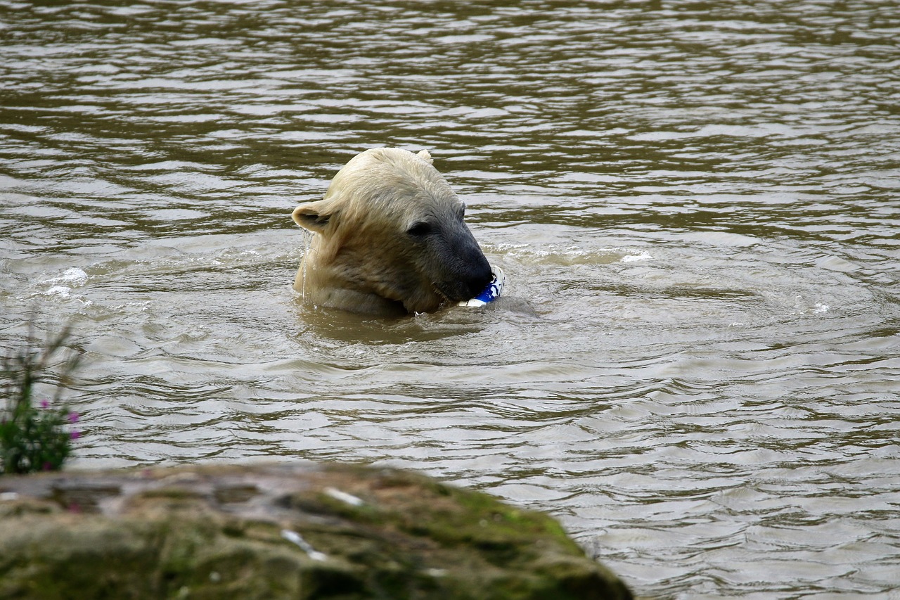 polar bear white bear free photo