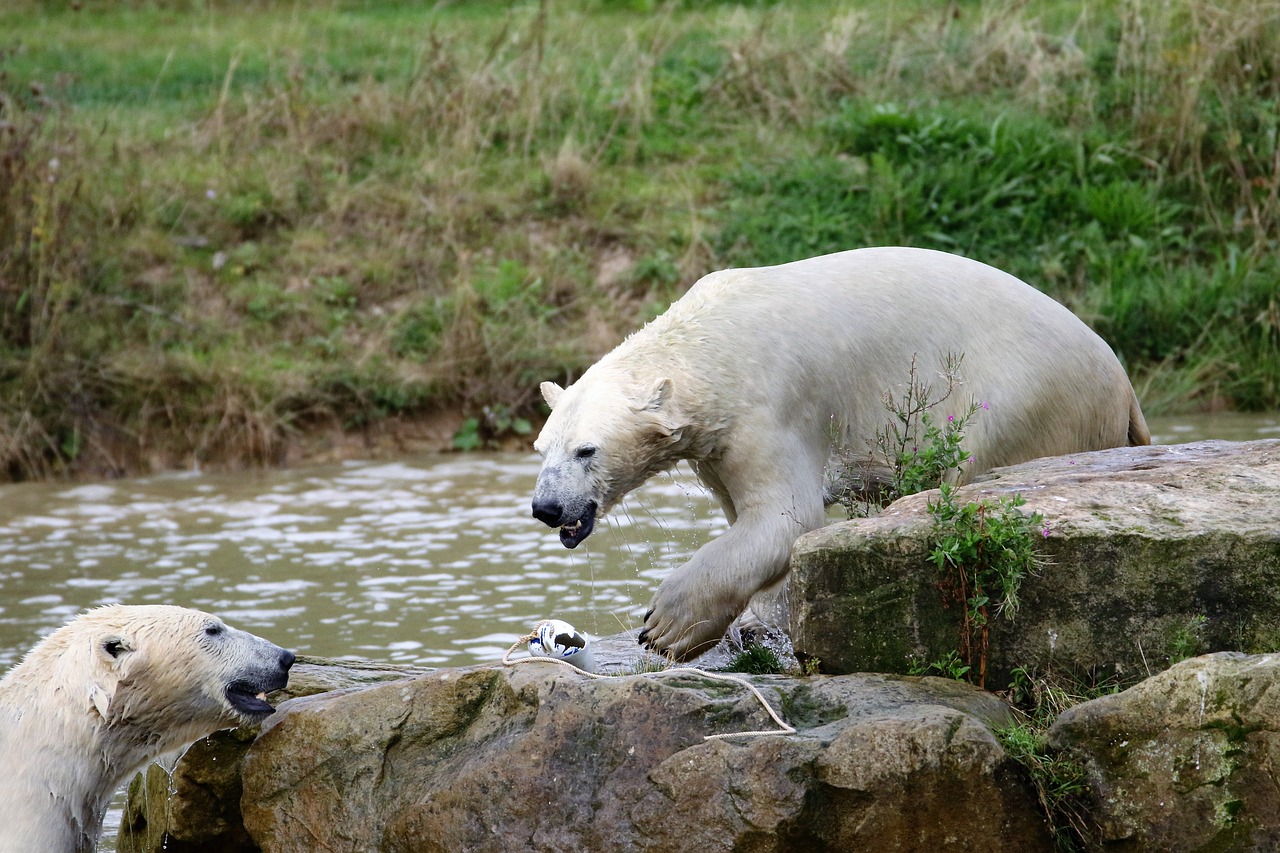 polar bear white bear free photo