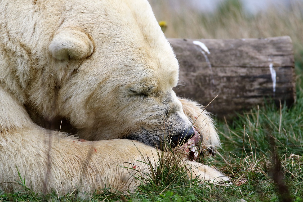 polar bear white bear free photo