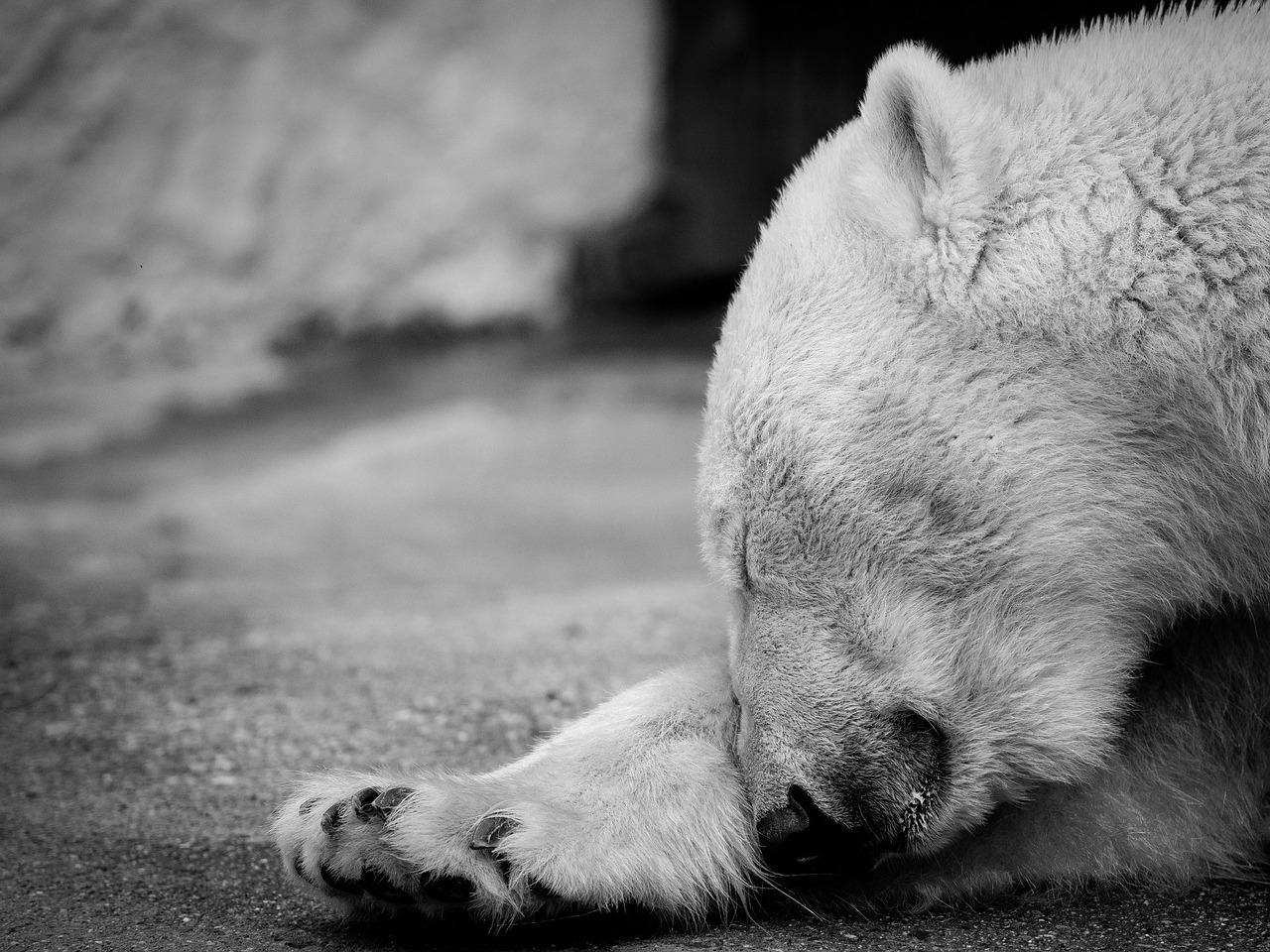 polar bear sleep fur free photo