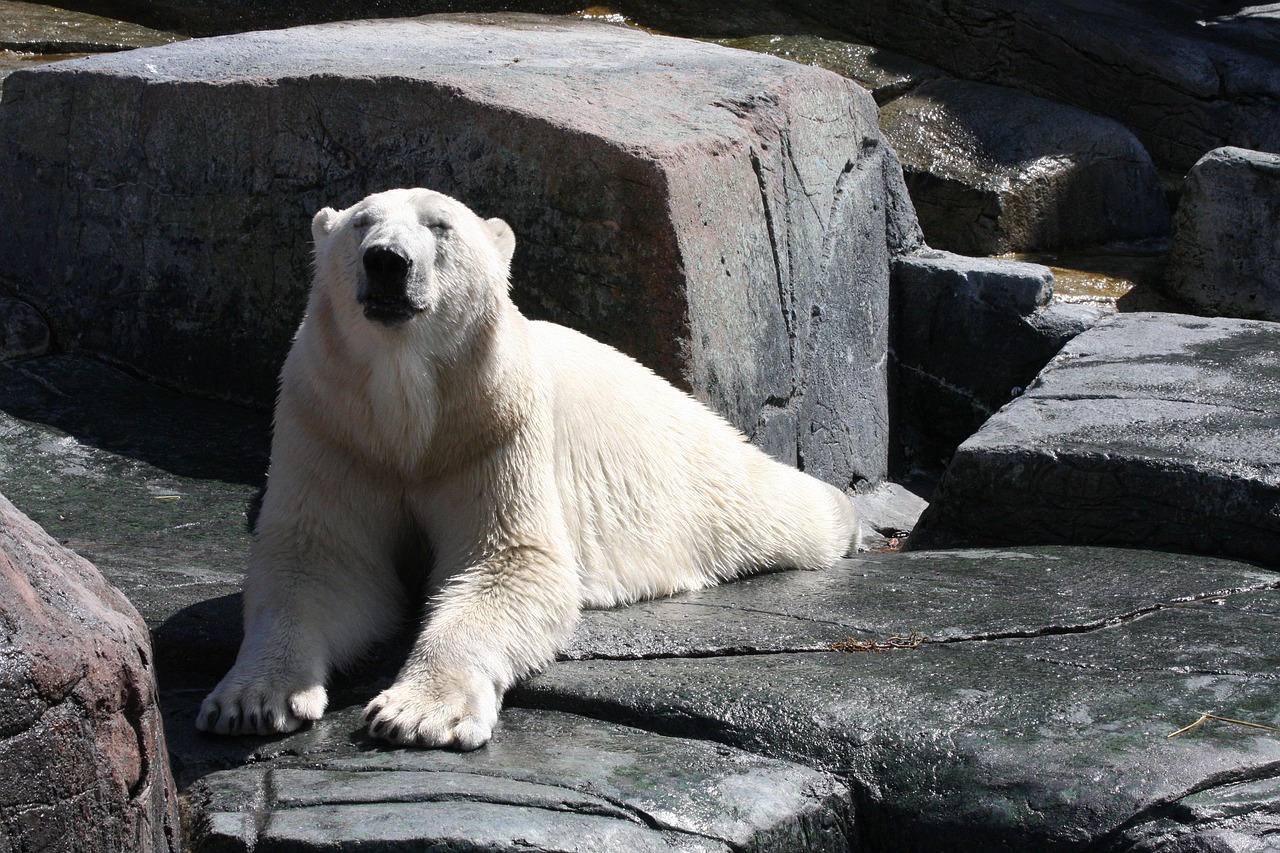 polar bear wildlife fur free photo