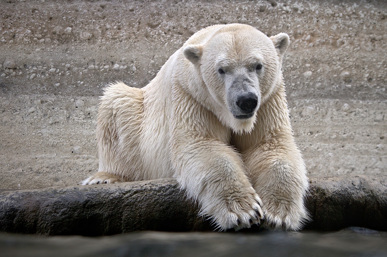 polar bear wet animal free photo