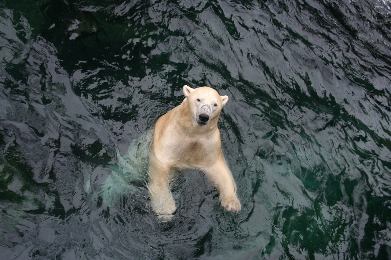 polar bear bear swim free photo