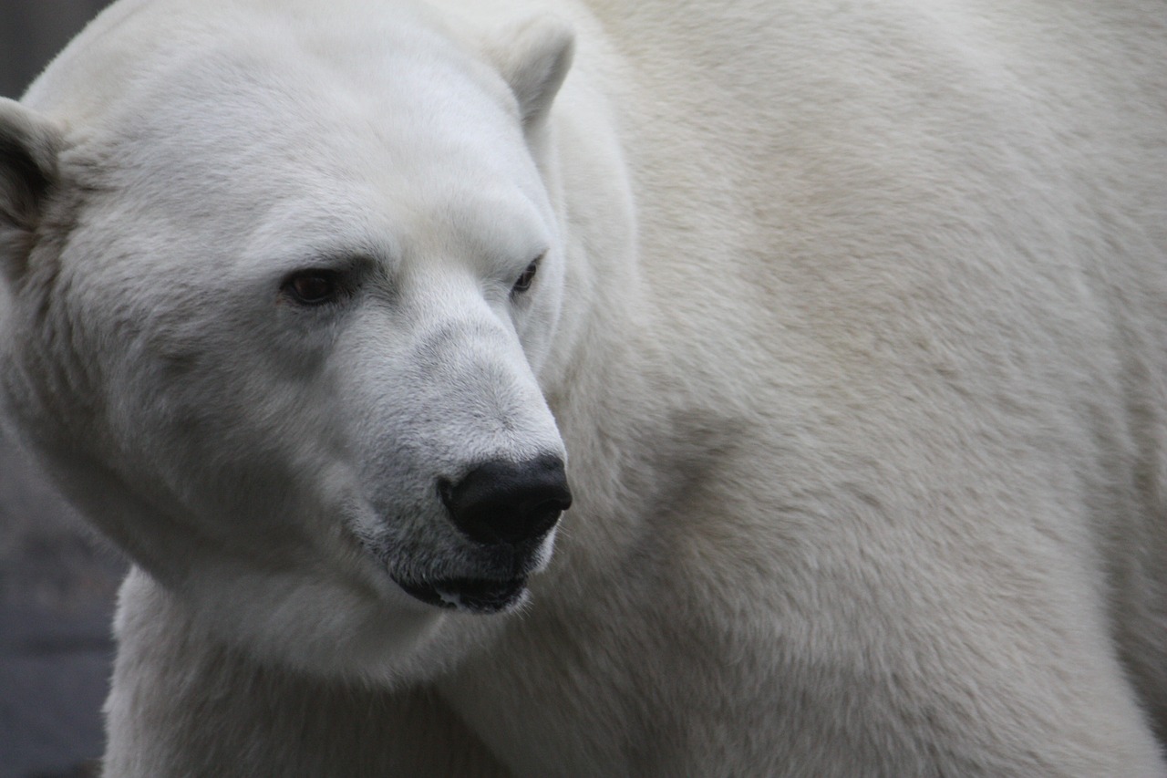 polar bear zoo stuttgart free photo