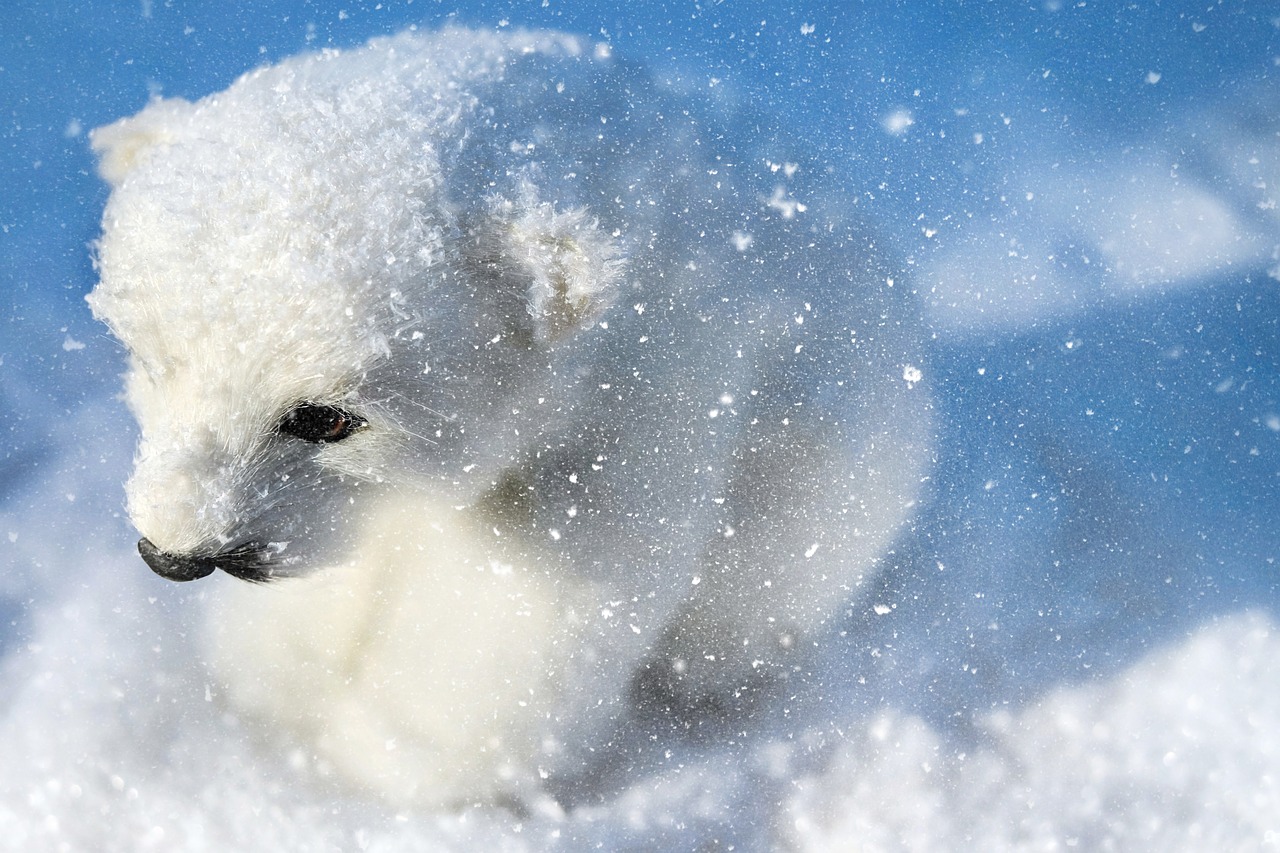 polar bear predator animal free photo