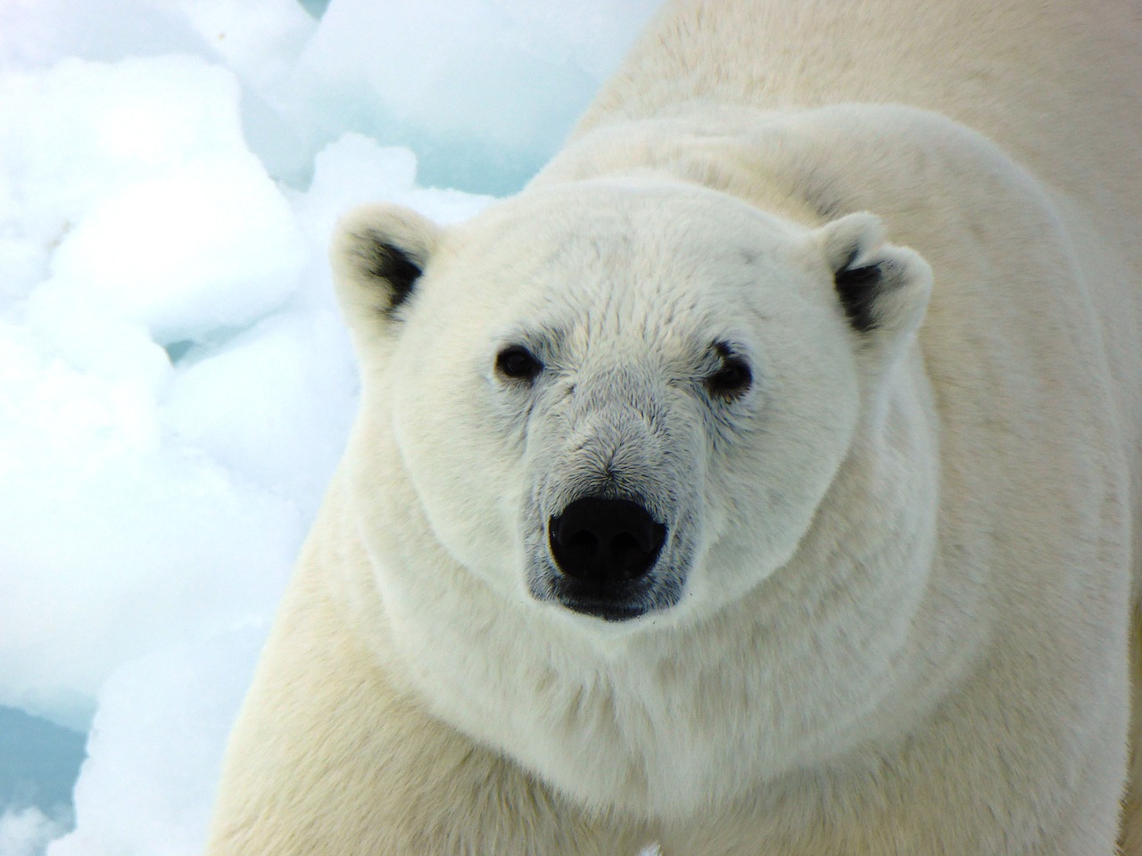 polar bear arctic nature free photo