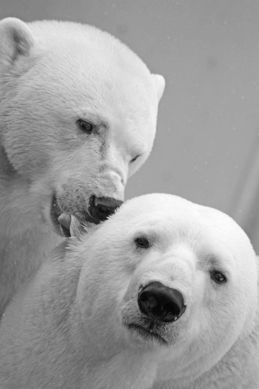 polar bear bear teddy free photo