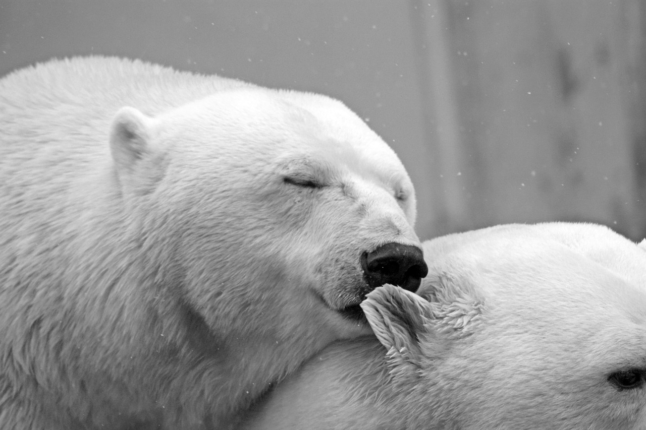 polar bear bear teddy free photo