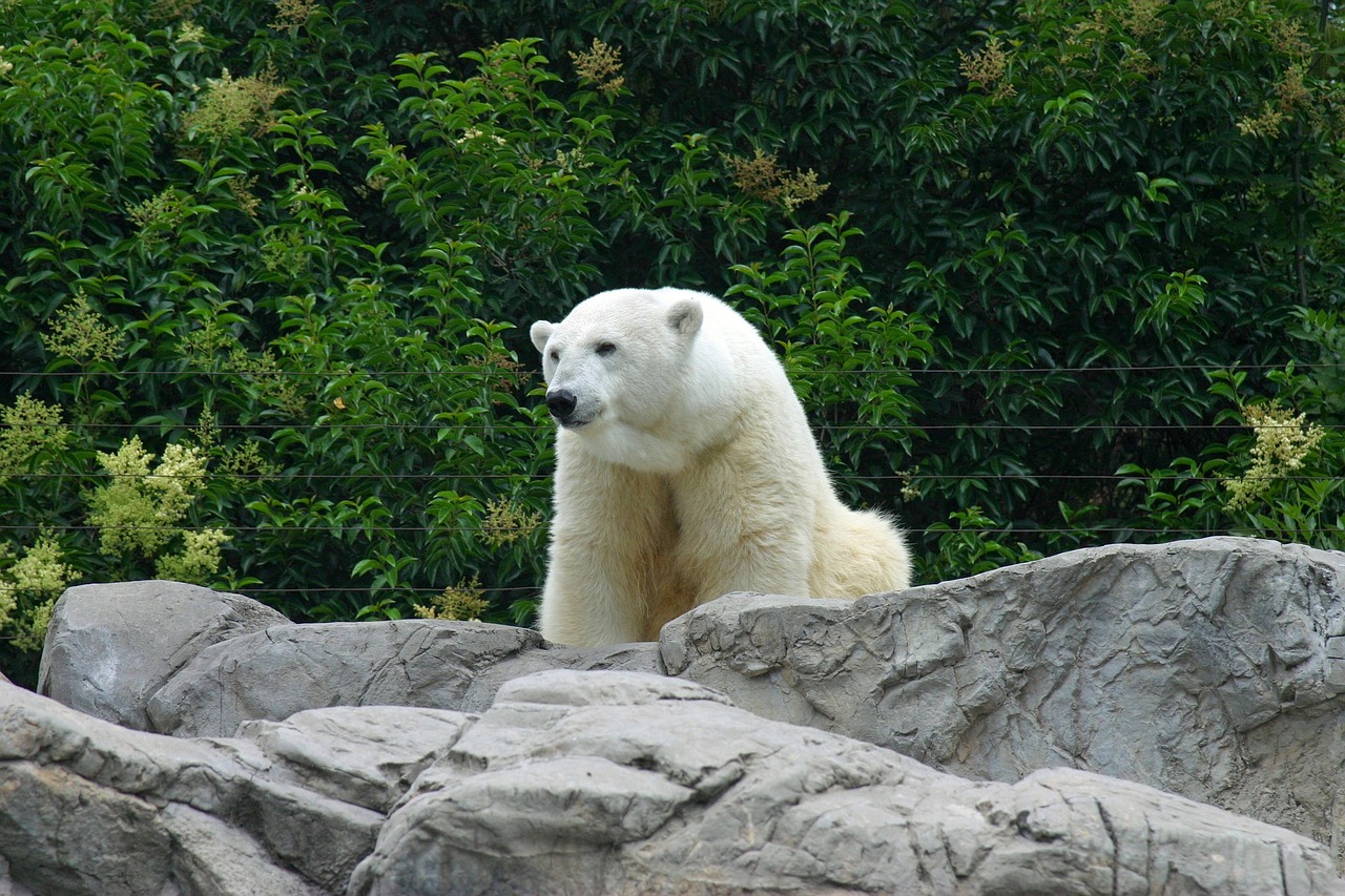 polar bear zoo white free photo