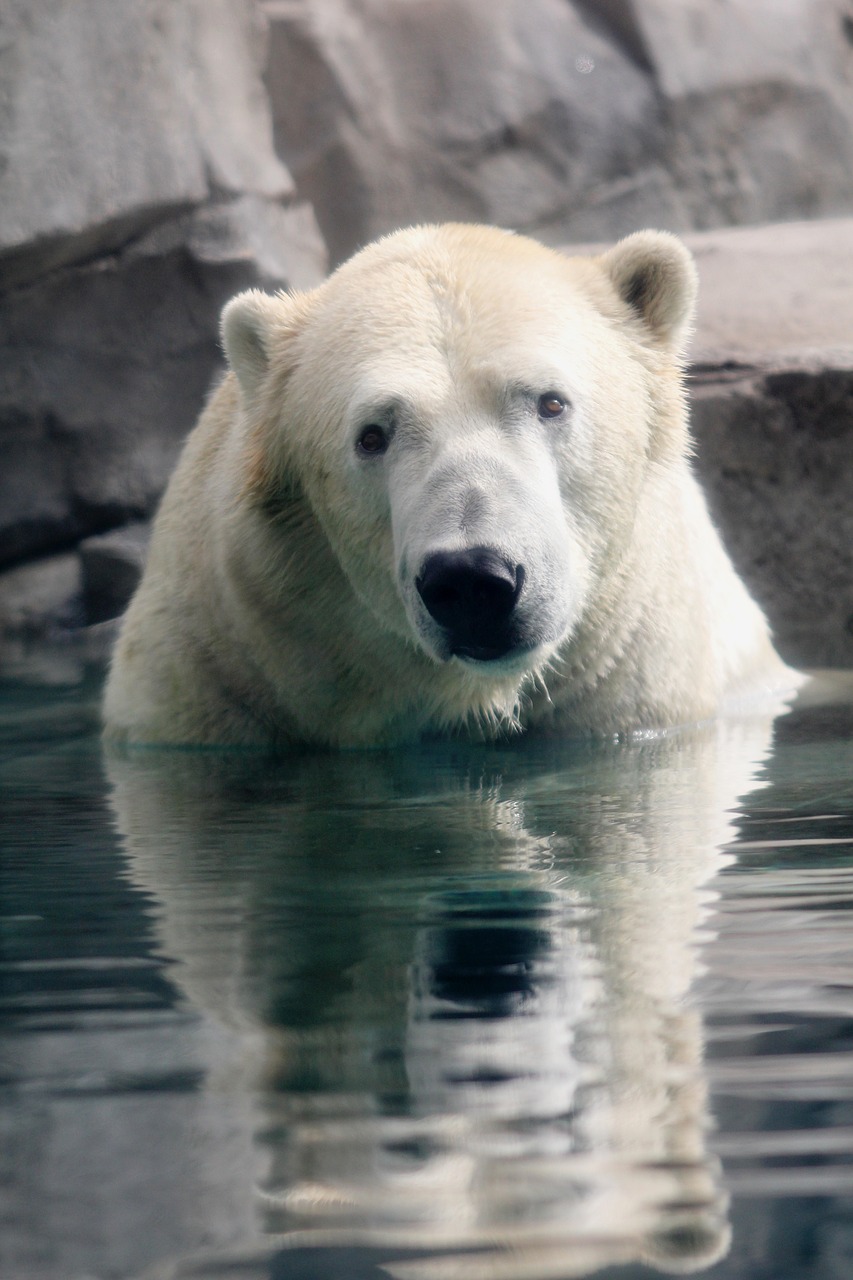 polar bear reflection bear free photo