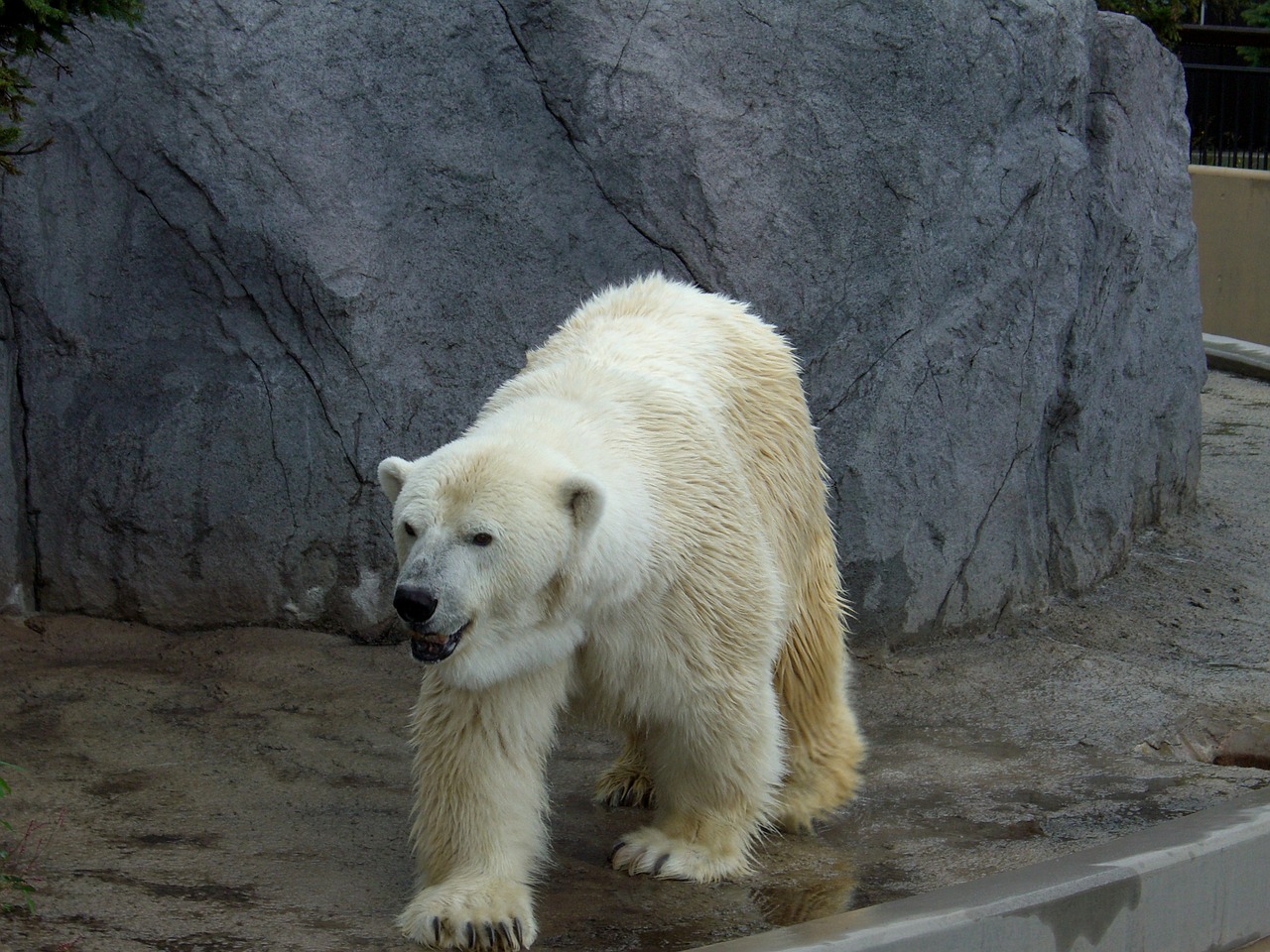 polar bear zoo hokkaido free photo
