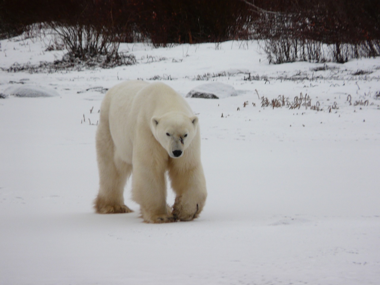 polar bear churchill canada free photo