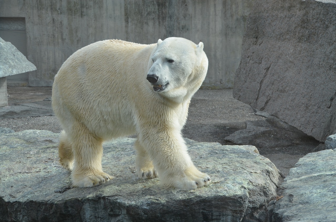 polar bear zoo bear free photo