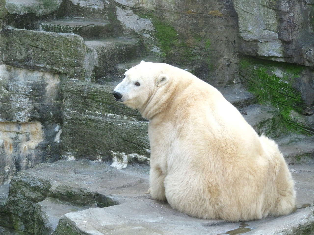 polar bear bear animal world free photo