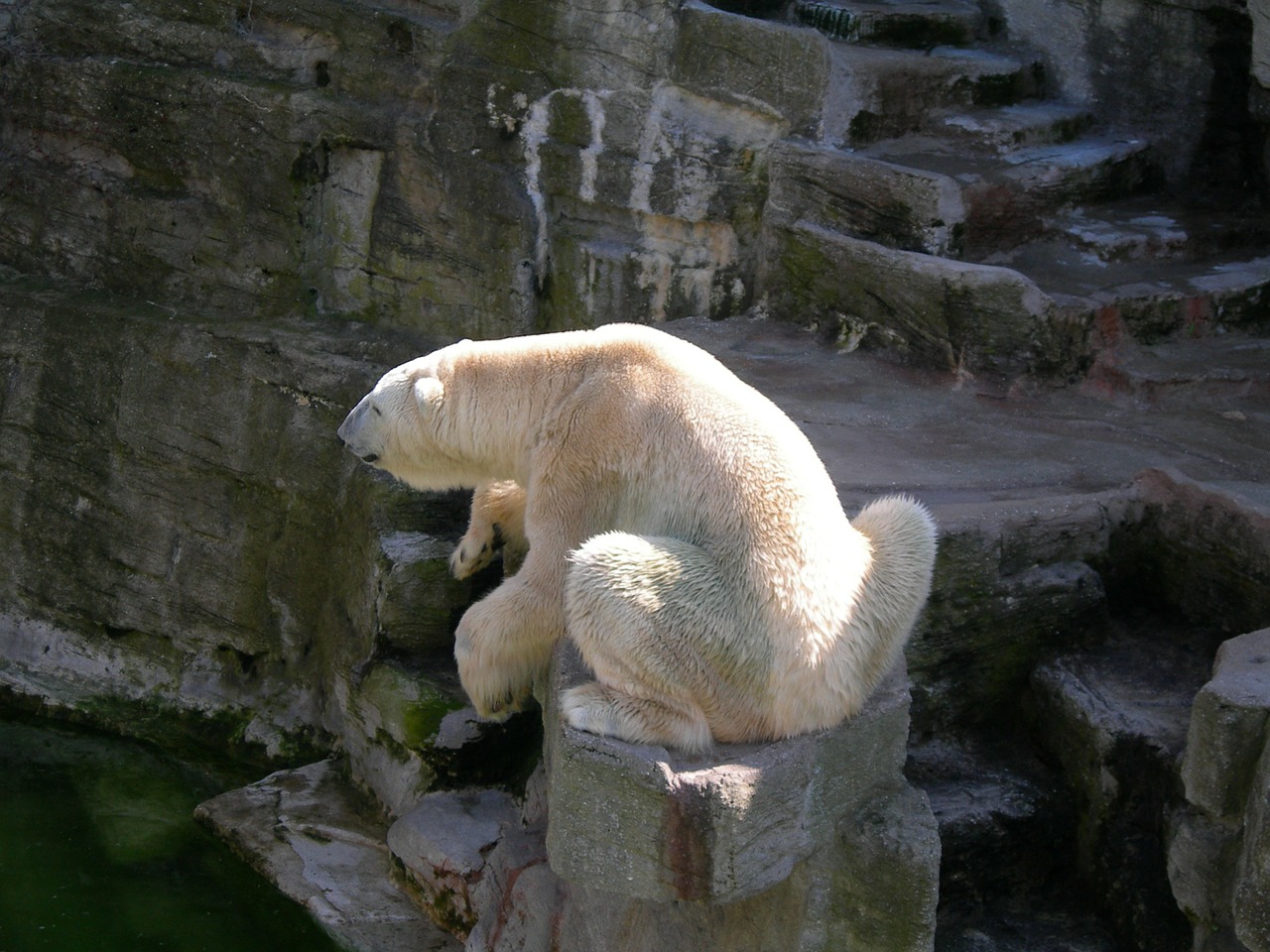 polar bear bear animal world free photo