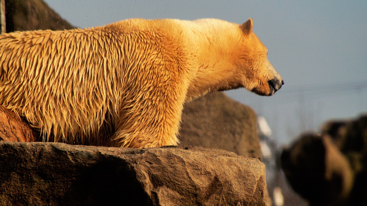 polar bear animal wild free photo