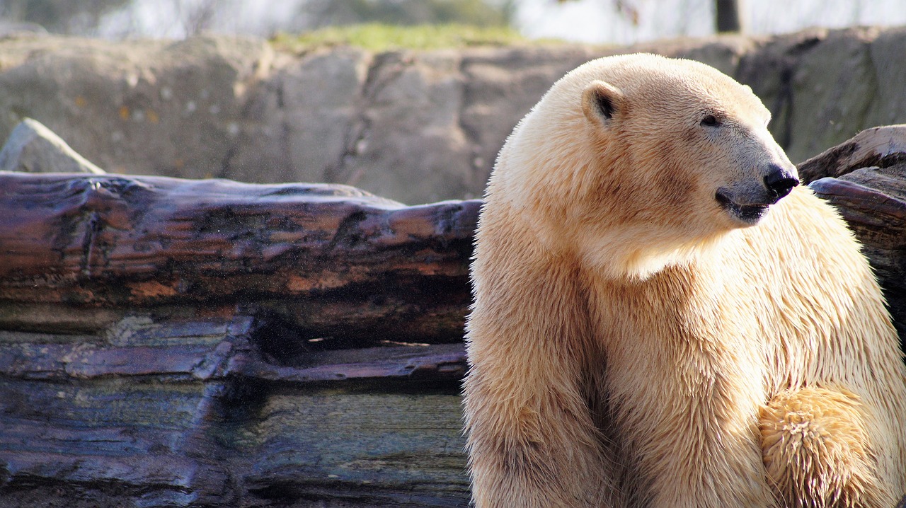 polar bear animal wild free photo