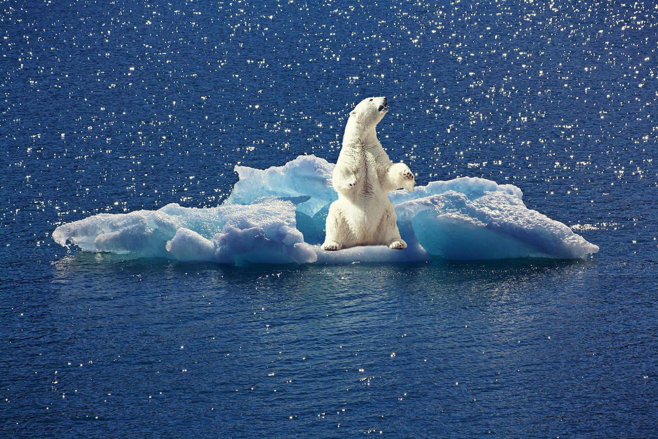 polar bear iceberg ice floe free photo