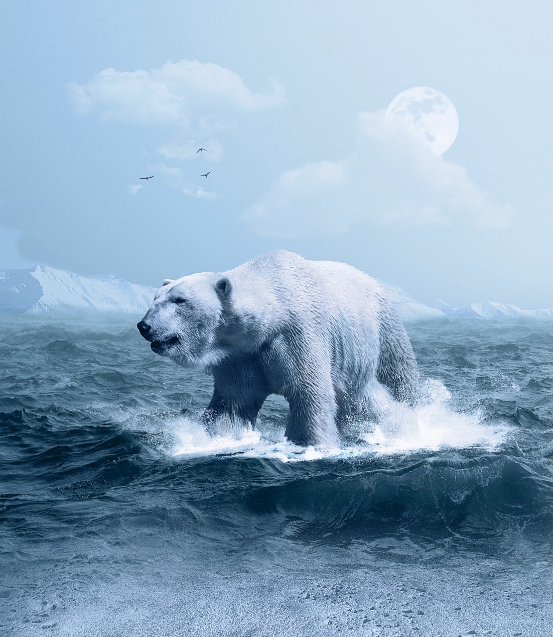 polar bear arctic predator free photo