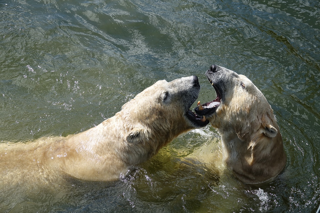 polar bear water nature free photo