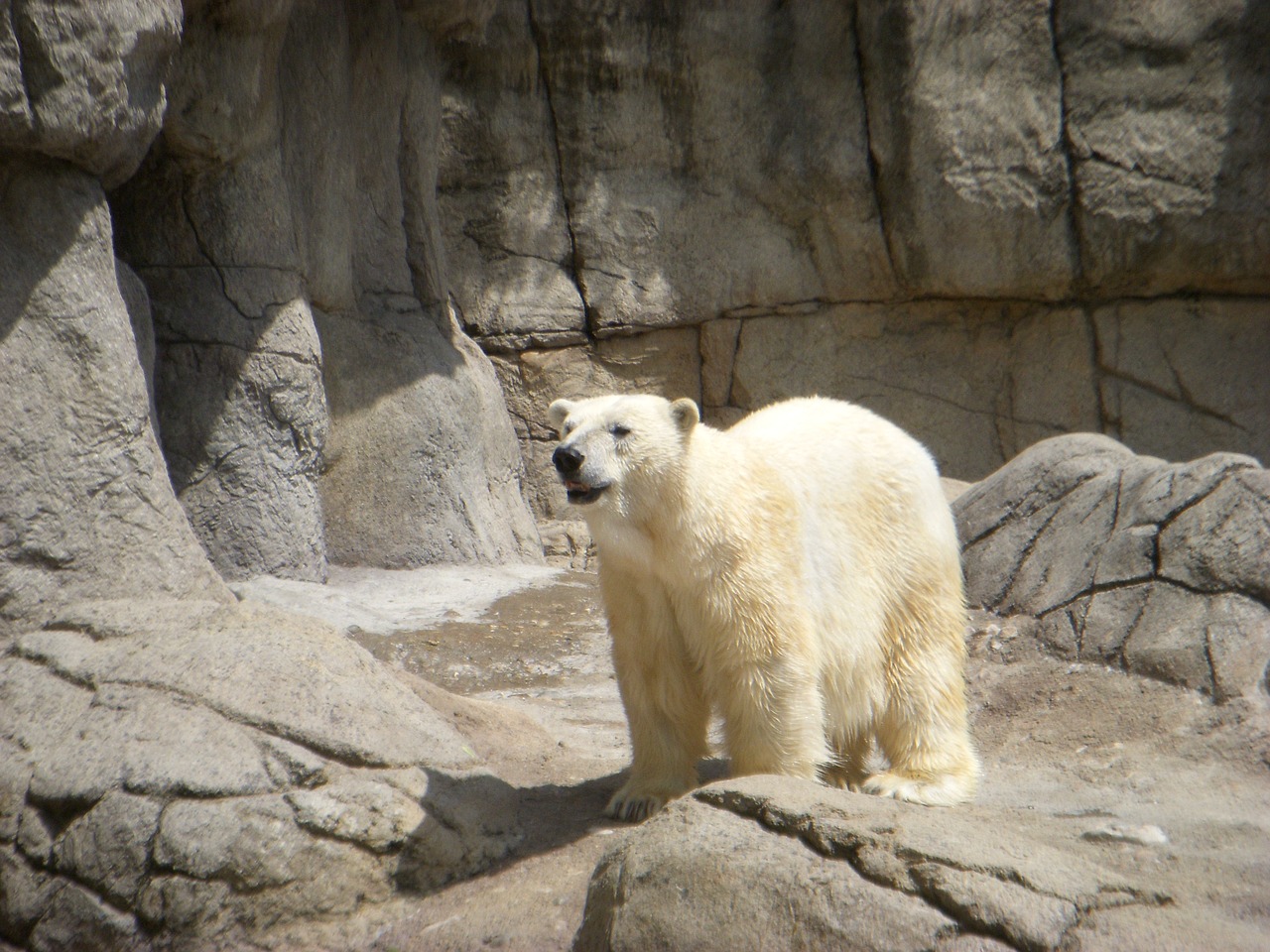 polar bear bear zoo animal free photo