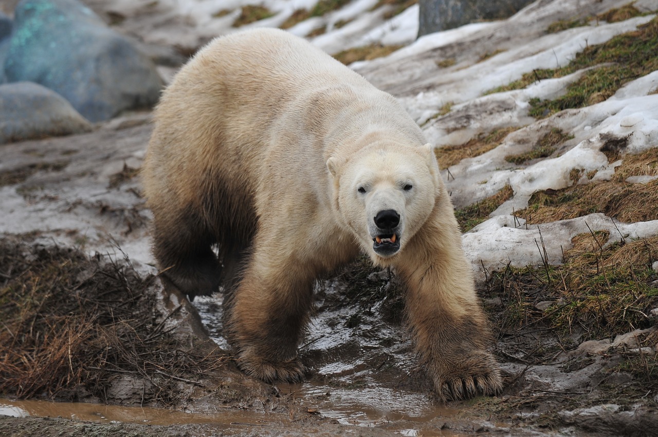 polar bear animal wildlife free photo