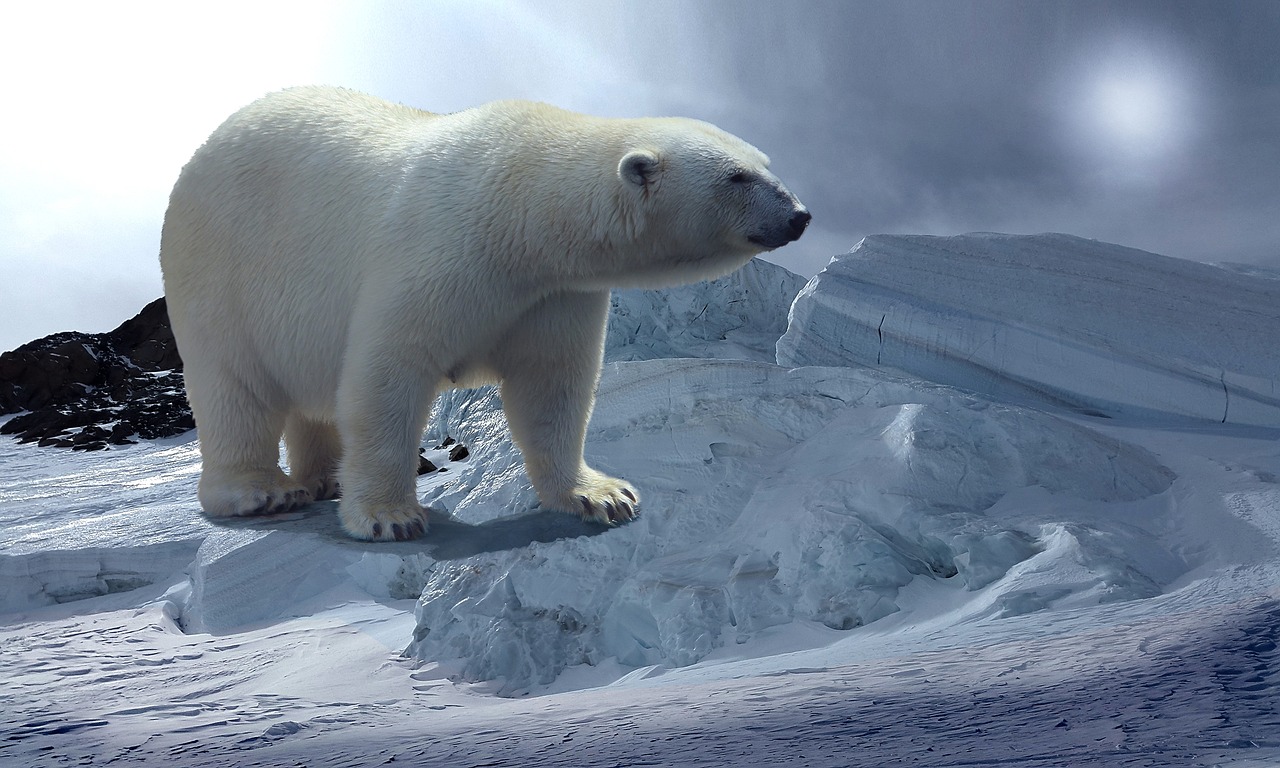 polar bear glacier cold free photo