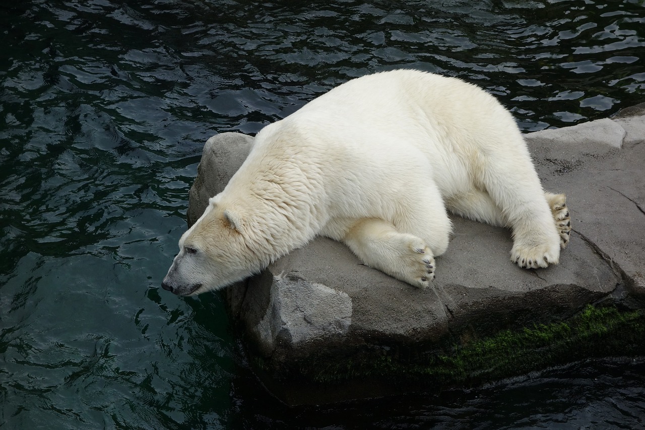 polar bear bear predator free photo