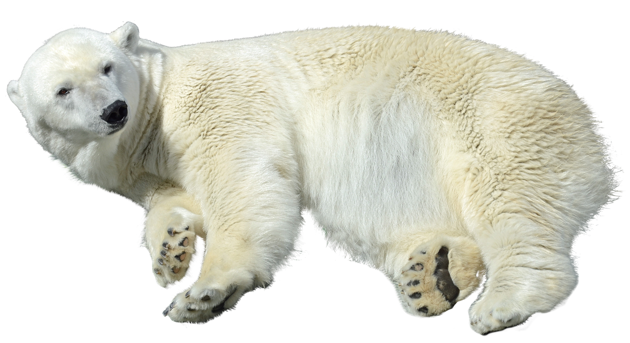 polar bear isolated predator free photo