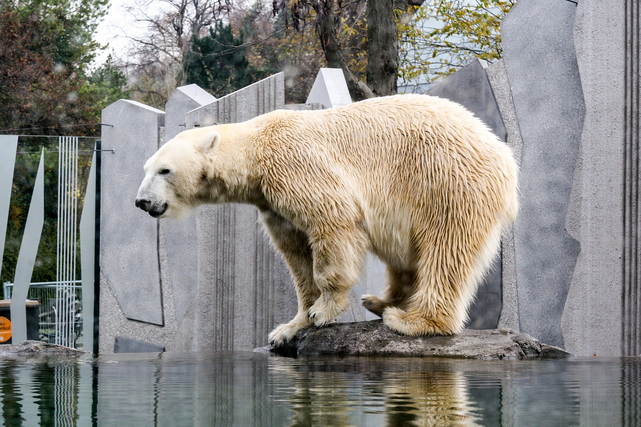 polar bear zoo schönbrunn bear free photo