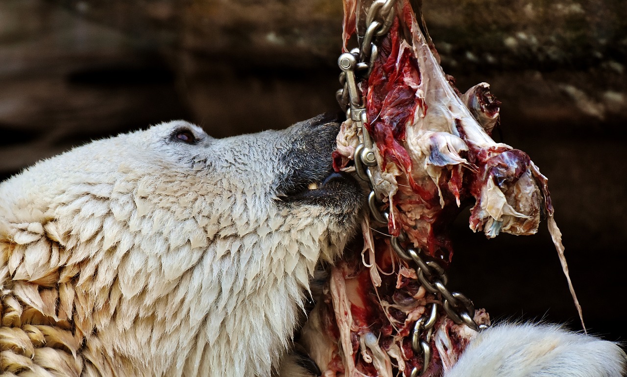 polar bear feeding meat free photo