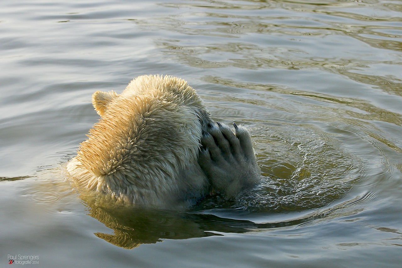 polar bear bear zoo free photo