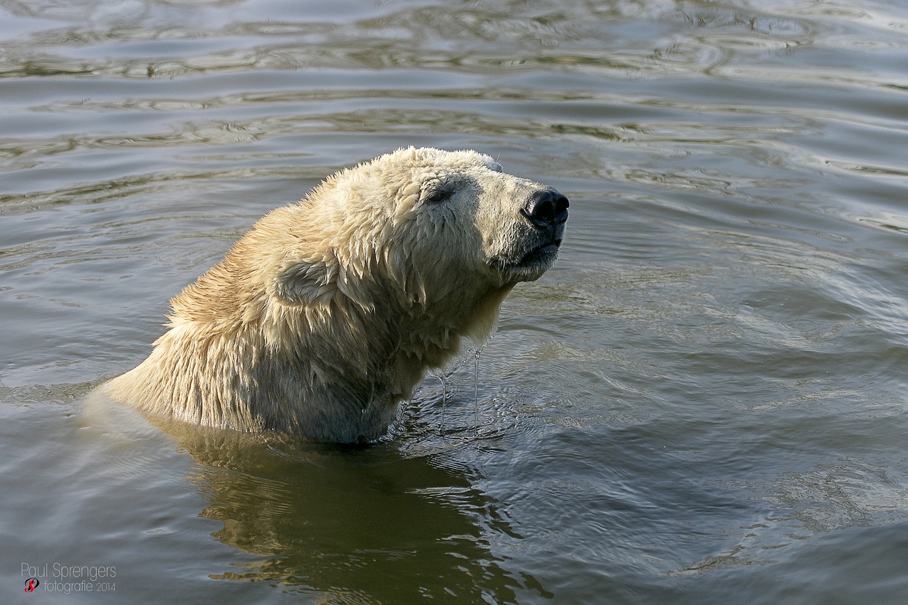 polar bear bear zoo free photo