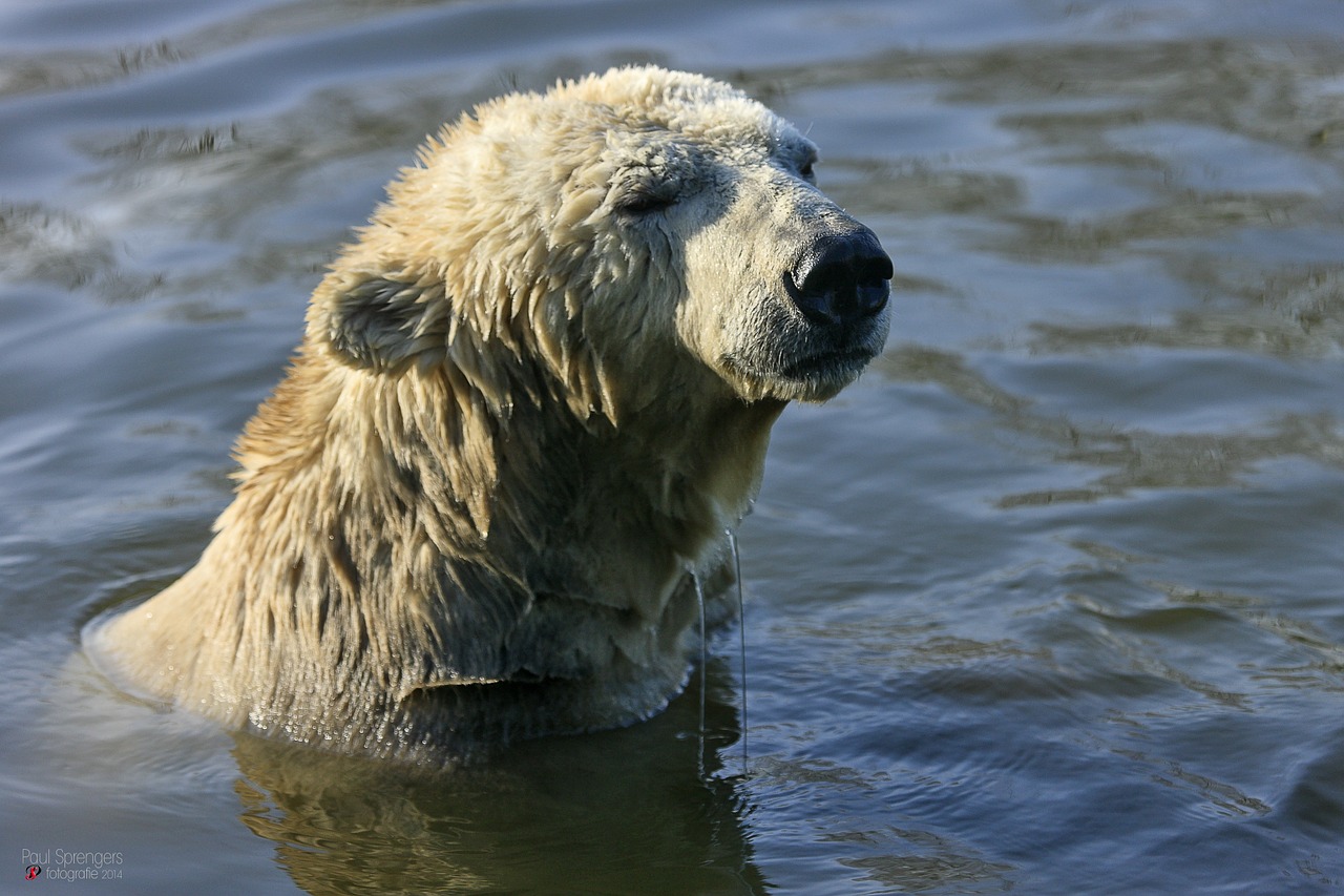 polar bear bear zoo free photo