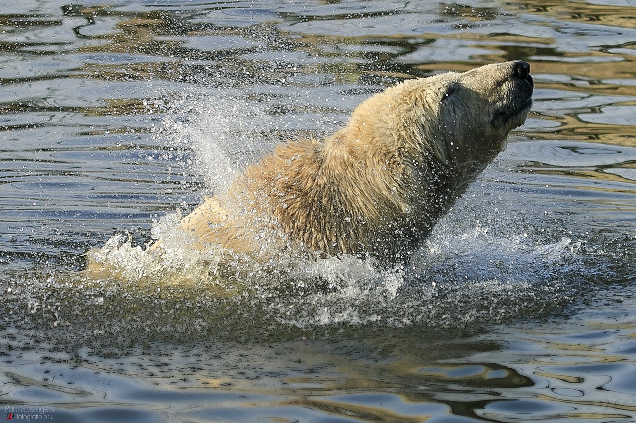 polar bear bear zoo free photo