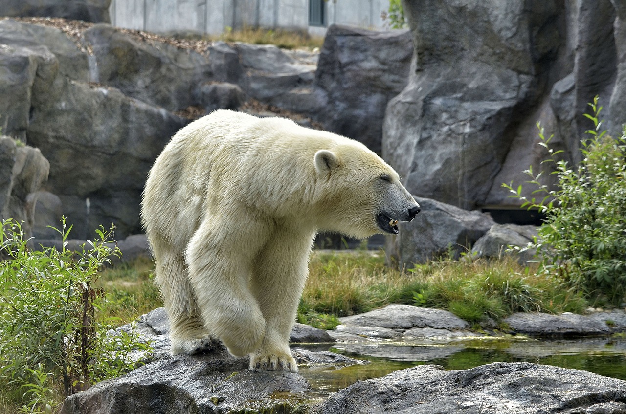 polar bear zoo fur free photo