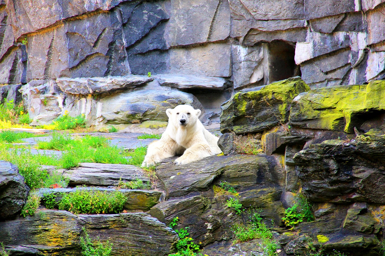 polar bear bear enclosure free photo