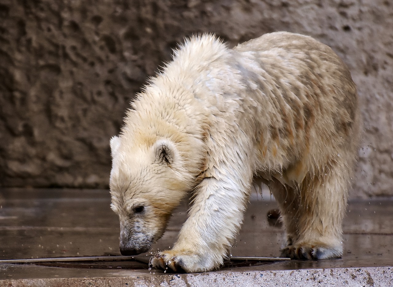 polar bear predator fur free photo