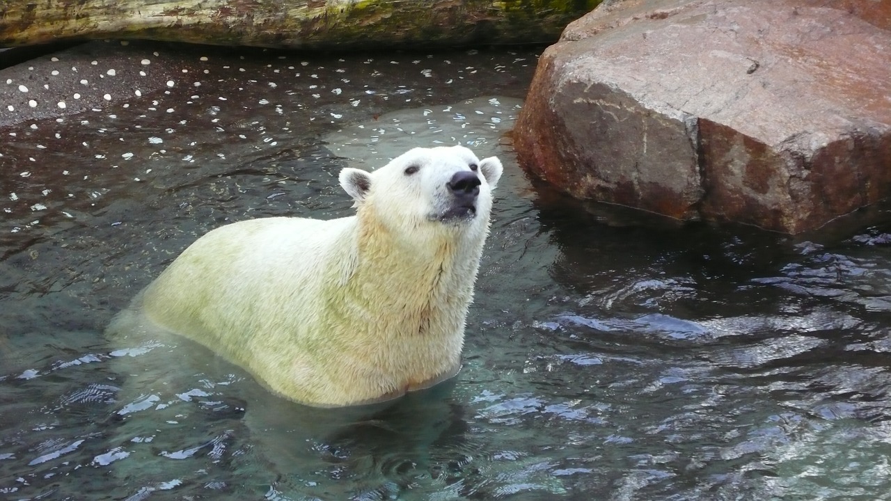 polar bear white bear aquarium free photo