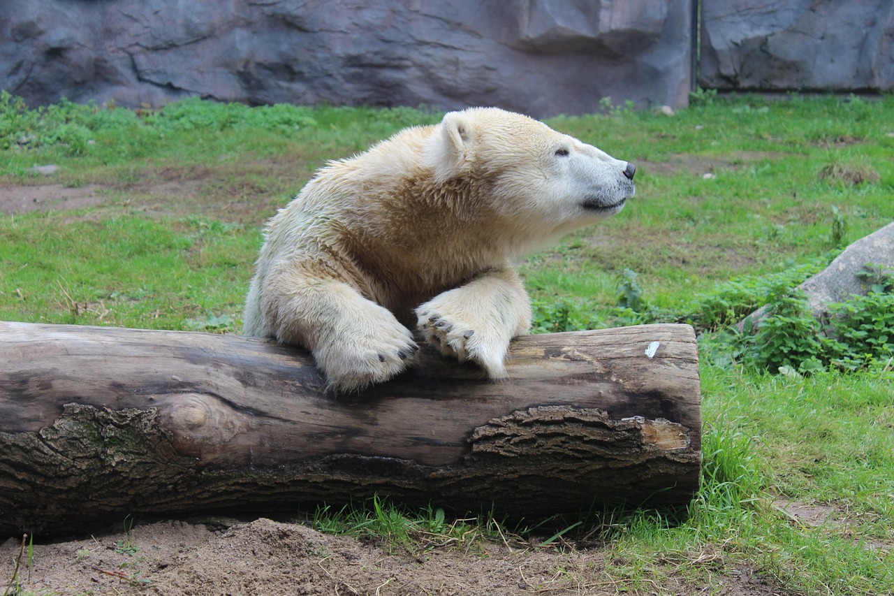 polar bear tree zoo free photo